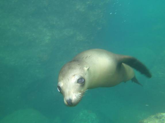 Leão-marinho curioso brinca conosco embaixo d'água na Ilha Espíritu Santo, região de La Paz, na Baja California, no México